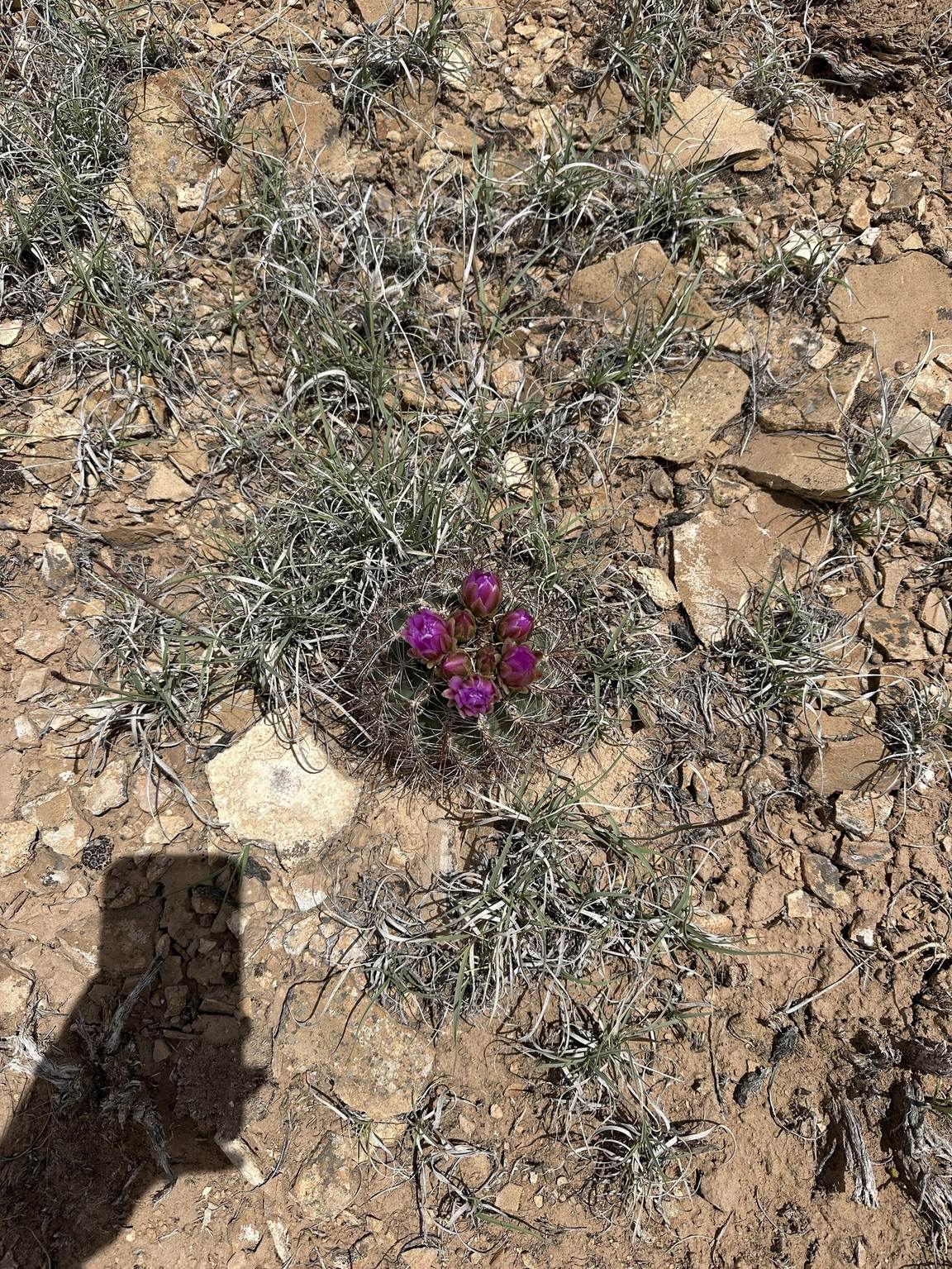 San Rafael Swell (my favorite place in Utah) — photo 24